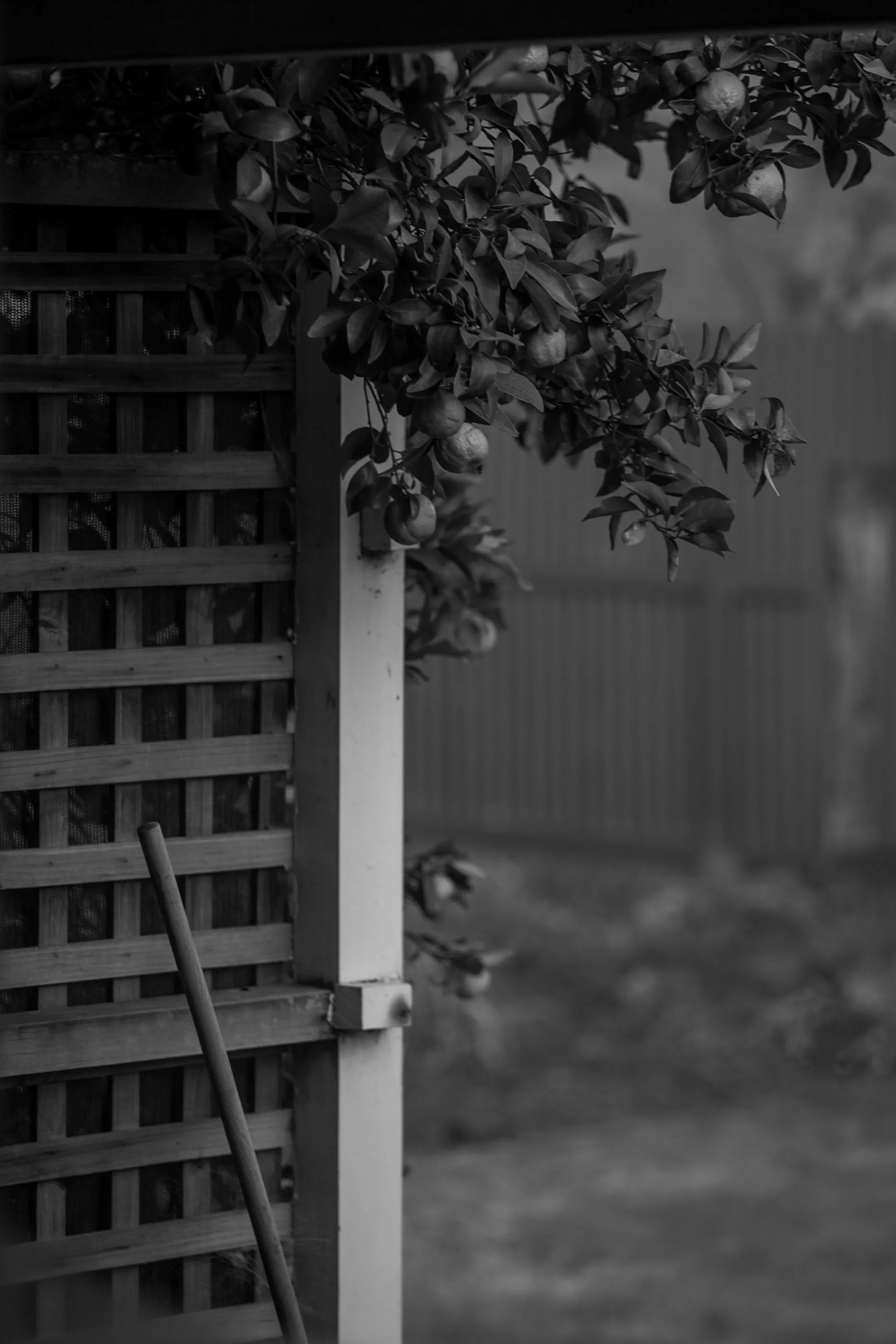 Cootamundra — frame 03